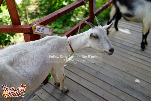 Feed Goats